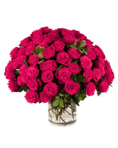 75 Hot Pink Roses 