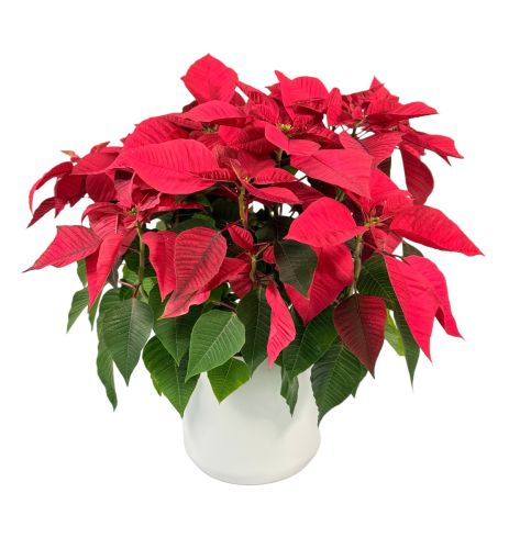 Red Poinsettia 6 Inch in Ceramic