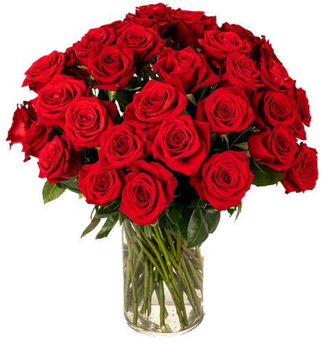 Double the Dozens 18 = 36 Red Roses