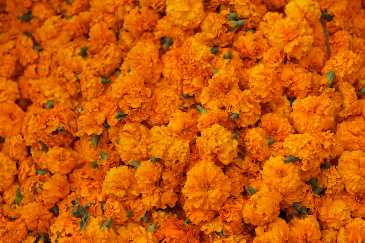 Herb of the Sun