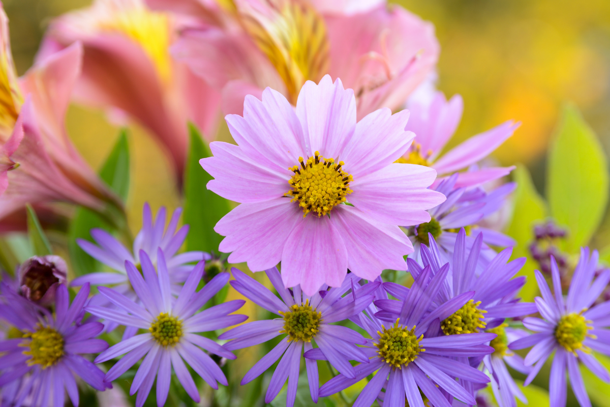 Cosmos symbolizes 