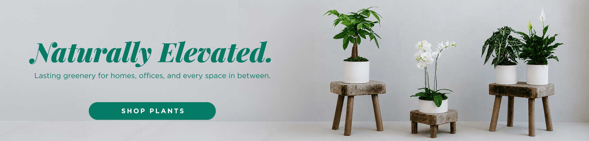 Plants